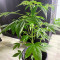 Semi femminizzati Northern Light (Kera Seeds)