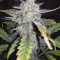 Original Auto Chemdawg Seeds