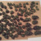 Runtz Muffin Seeds (Barney’s Farm)