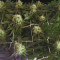The Incredible Bulk Seeds (Dr. Krippling Seeds) - Cannabis Strain Seeds for Sale