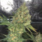 Do-Si-Dos OG Seeds - Cannabis Strain Seeds for Sale
