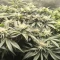 Alpha 21 Seeds (AlphaFem Seeds) - Cannabis Strain Seeds for Sale