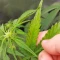 Semi femminizzati di Lemon Cherry Cookies Auto in vendita