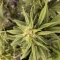 Strawberry Gorilla Seeds (Fast Buds)