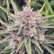 GG#4 Original Glue Seeds