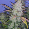 Buddha Purple Kush Auto feminized seeds for sale: information and reviews