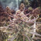 Forbidden Runtz Seeds - Cannabis Strain Seeds for Sale