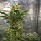 Compra Online | Semillas Gelato Auto Feminizadas | Herbies Seeds