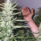 Chocolate Haze Seeds - Cannabis Strain Seeds for Sale