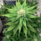 Purple Haze Seeds - Cannabis Strain Seeds for Sale
