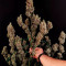 AK420 Seeds - Cannabis Strain Seeds for Sale