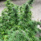 Acquista i semi femminizzati Bruce Banner #3 Fast di Original Sensible Seeds