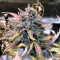 Mimosa Cake Auto fem cannabis seeds for sale