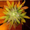 Amnesia Haze Seeds (Royal Queen Seeds)