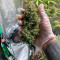 Z Auto feminized seeds for sale: information and reviews