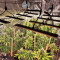 Compre sementes feminizadas de Strawberry Cough da Dutch Passion