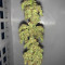 Fast Bud Seeds - Cannabis Strain Seeds for Sale