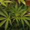 Strawberry Pie Seeds - Cannabis Strain Seeds for Sale