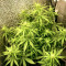 Gorilla Cookies Seeds