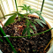 Mimosa EVO Seeds (Barney’s Farm) - Cannabis Strain Seeds for Sale