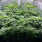 Mimosa EVO Seeds (Barney’s Farm) - Cannabis Strain Seeds for Sale