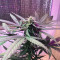 Venta de Six Shooter Auto (Fast Buds) | Semillas de marihuana feminizadas