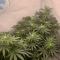Mimosa EVO Seeds (Barney’s Farm) - Cannabis Strain Seeds for Sale