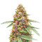 Runtz Autoflower Feminized Seeds (Easy Grow Seeds)