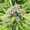 Skywalker Haze feminized seeds (Dutch Passion)