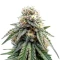 All The Sauces R1 Feminized Seeds (Ethos Genetics)