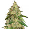 Semillas feminizadas Big Bud (Seedstockers)