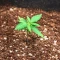 Biscotti Auto Seeds