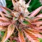 Bruce Banner Fast Seeds
