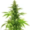 Bruce Banner Fast Seeds