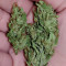 Fire OG Kush (Big Head Seeds)