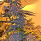 Grandaddy Purple feminized seeds (Big Head Seeds)