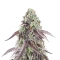Granny Candy Feminized Seeds (Humboldt Seed Company)