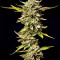 Graines de cannabis Guys Girl Scout Cookie Glue Auto (GGG1 Auto) (Dr. Krippling Seeds)