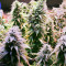 Hindu Kush regular (Sensi Seeds)