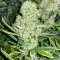 Kali Banner Feminized Seeds (AlphaFem Seeds)