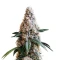 Liqueur R1 feminisierte Samen (Ethos Genetics)