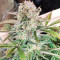 Original Auto Sour Diesel (Fast Buds)