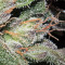 Graines de cannabis Panama D.C. (CannaBioGen)