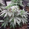 Purple Wreck (Reserva Privada)