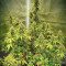 Runtz Auto (Barney's Farm) Seeds