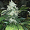 Shogun feminized seeds