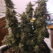 Shogun feminized seeds