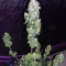 Sweet CBD Auto feminized seeds