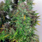 THC Bomb Auto (Bomb Seeds)