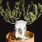 Tropicanna Poison F1 Fast Version Feminized Seeds (Sweet Seeds)